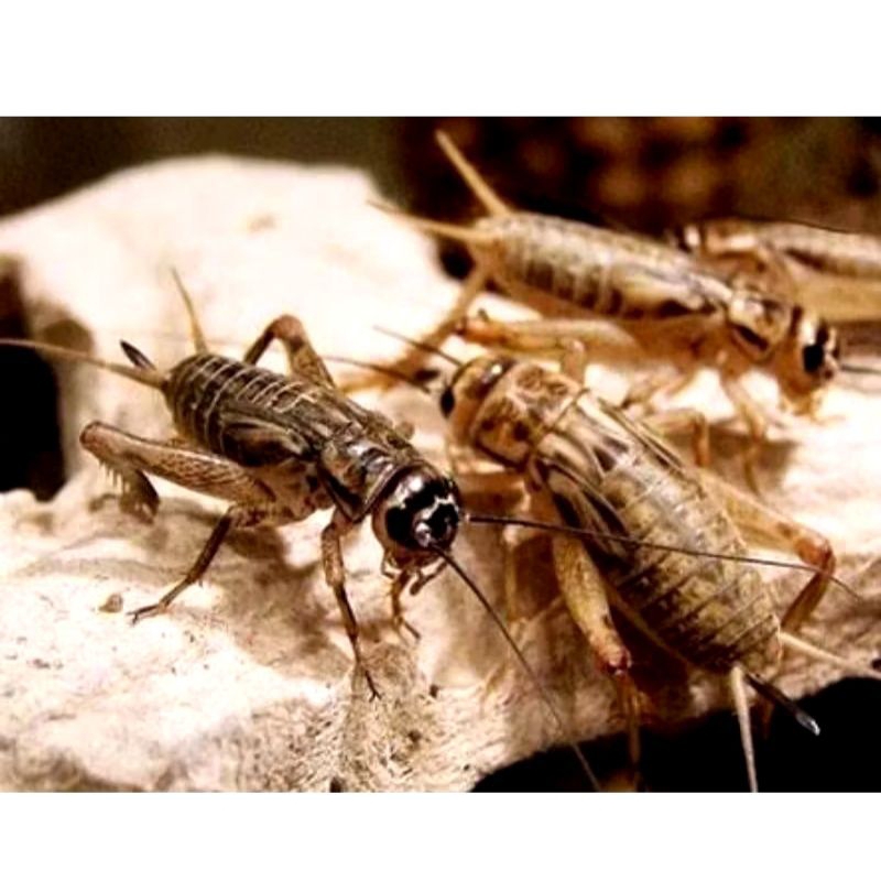 JANGKRIK HIDUP JANGKRIK FRESH PER EKOR PAKAN MAKANAN BURUNG IKAN ARWANA REPTIL IKAN PREDATOR