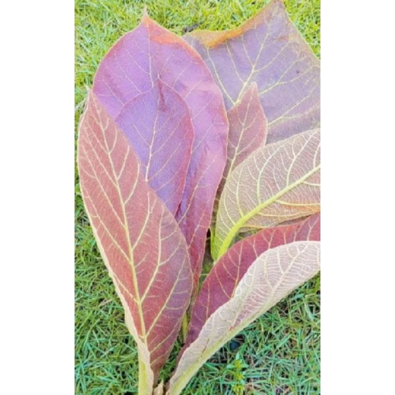 

PUCUK/PUPUS DAUN JATI MUDA FRES 100 Gram