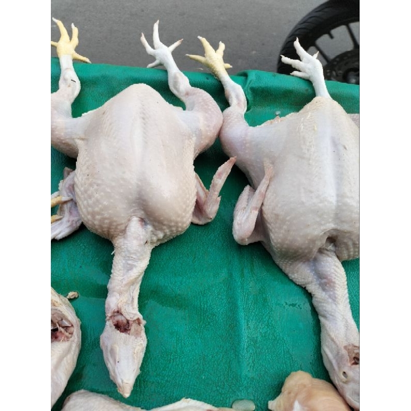 

ayam broiler potong frsh