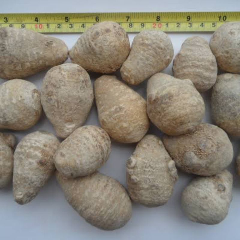 

600 G GR GRAM 泽泻只 ZE XIE ZHI WATERPLAINTAIN RHIZOME RHIZOMA ALISMA