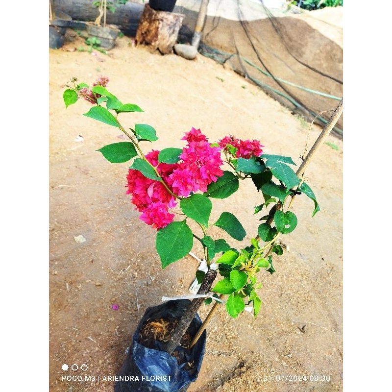 bougenville hawai merah cabai