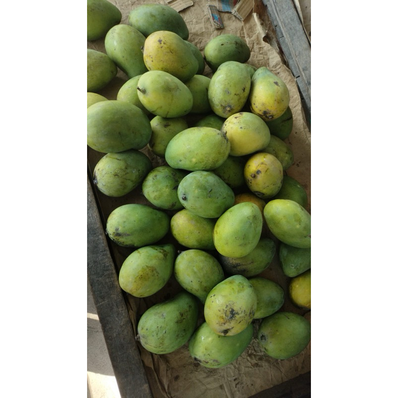 

mangga Gadung Manis 1kg isi 2-3biji