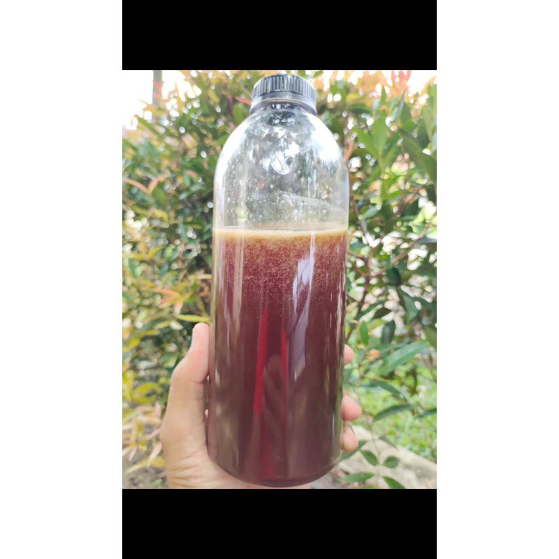 

Madu Sialang Original
