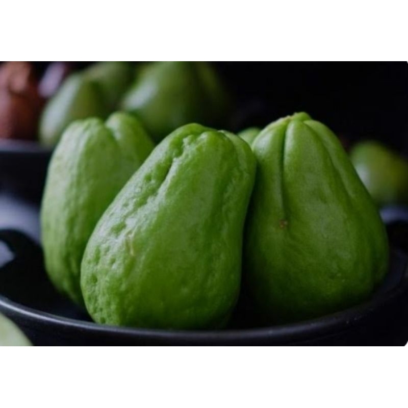 

Labu siam, jepang, atau jipang (Sechium edule) 1pcs