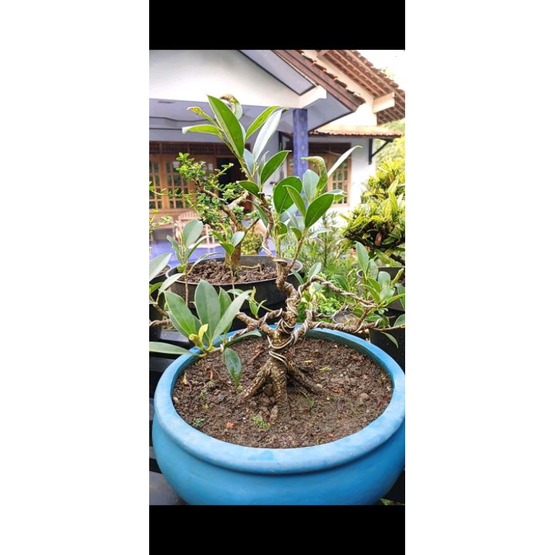 Bahan Bonsai Kimeng