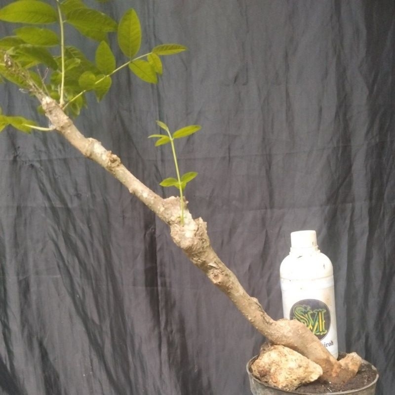 Bahan Bonsai Mentaos dongkelan Medium size dan bisa pake sambungan anting putri real pick