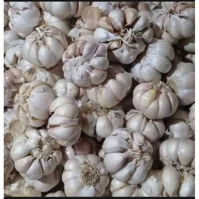 

bawang putih 1kilo bersihan