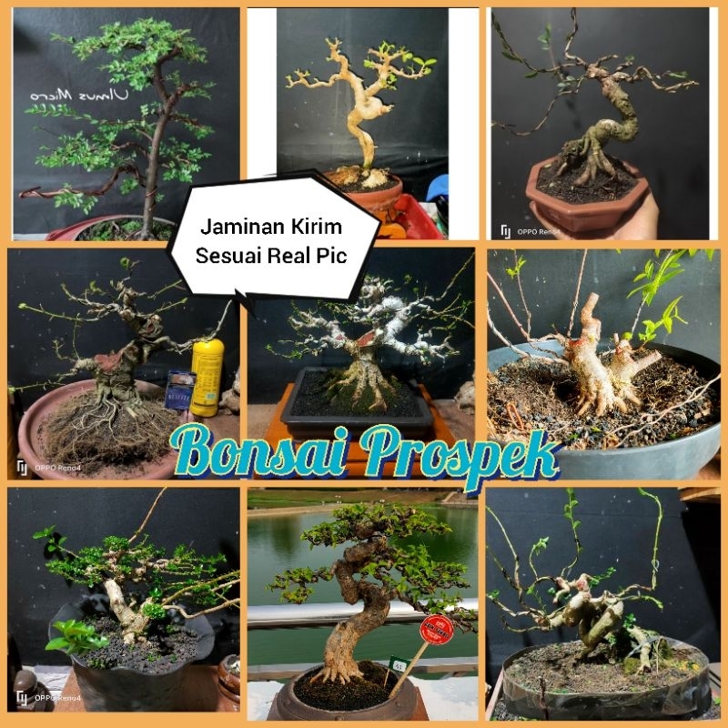 Bonsai Prospek Murah
