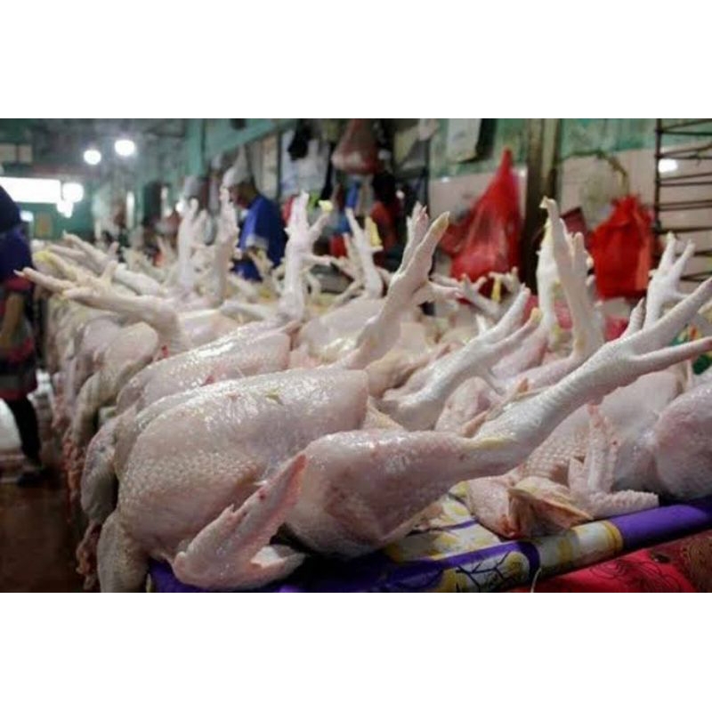 

ayam potong 1 ekor berat (-+) 1,7 waktu hidup