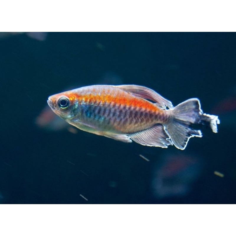 Congo Tetra