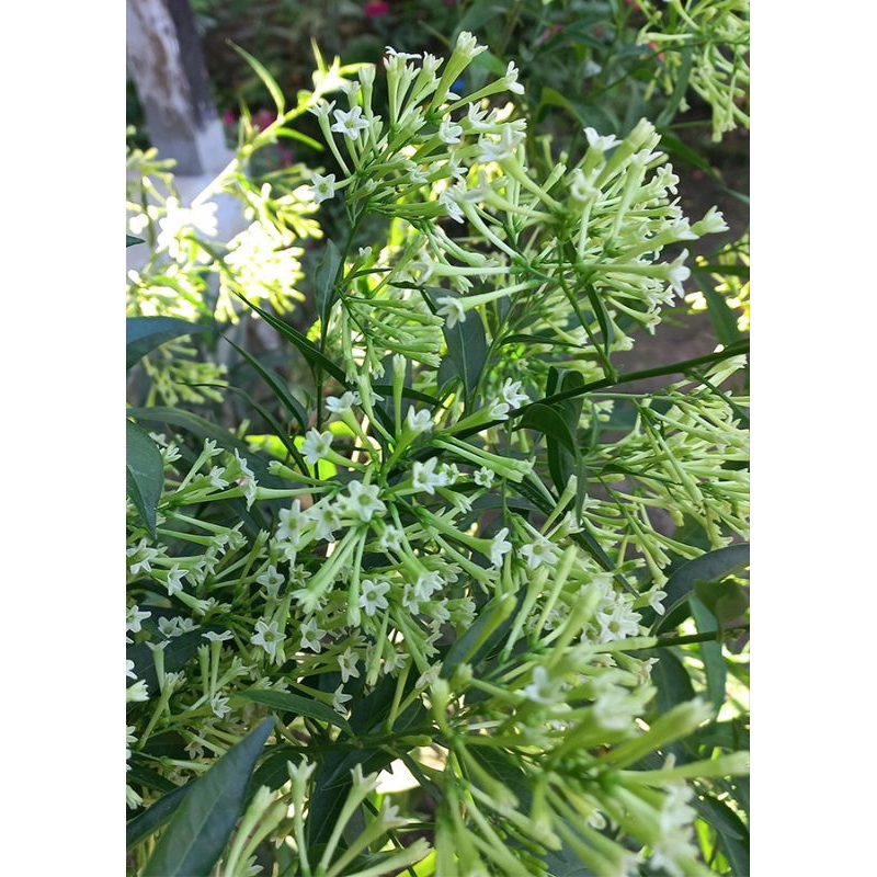ARUM DALU super wangi (Cestrum nocturnum)