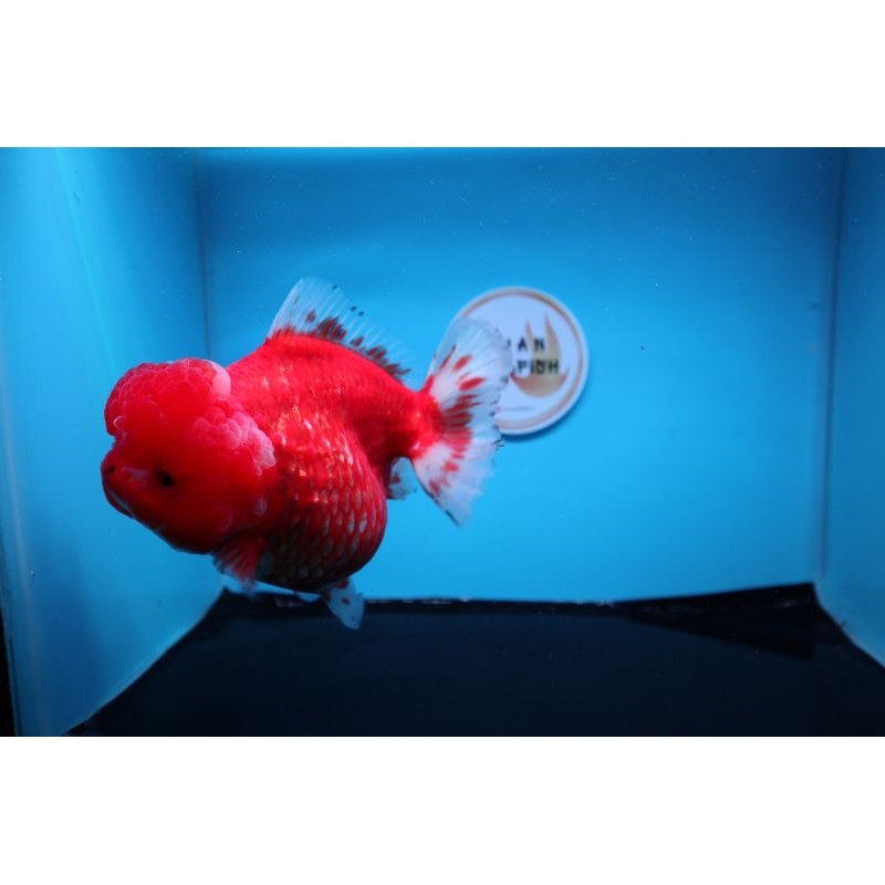 Ikan Mas Koki Oranda Short Tail Jumbo Size 15 cm. g1