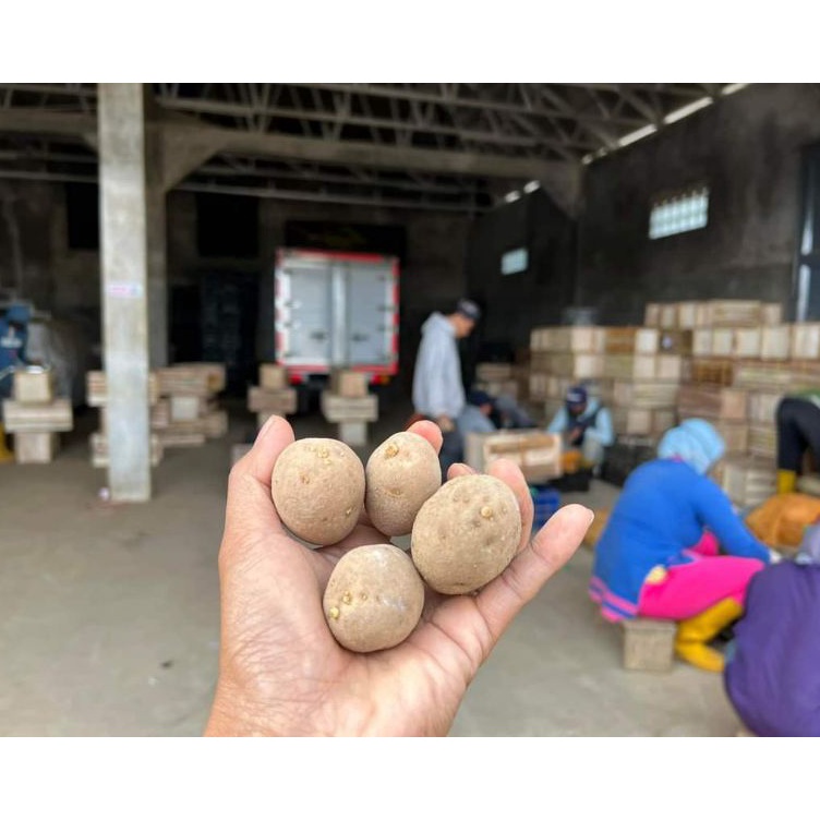 Lagi Bagus BIBIT KENTANG G2 GRANOLA L BERSERTIFIKAT BENIH POTATO G 2