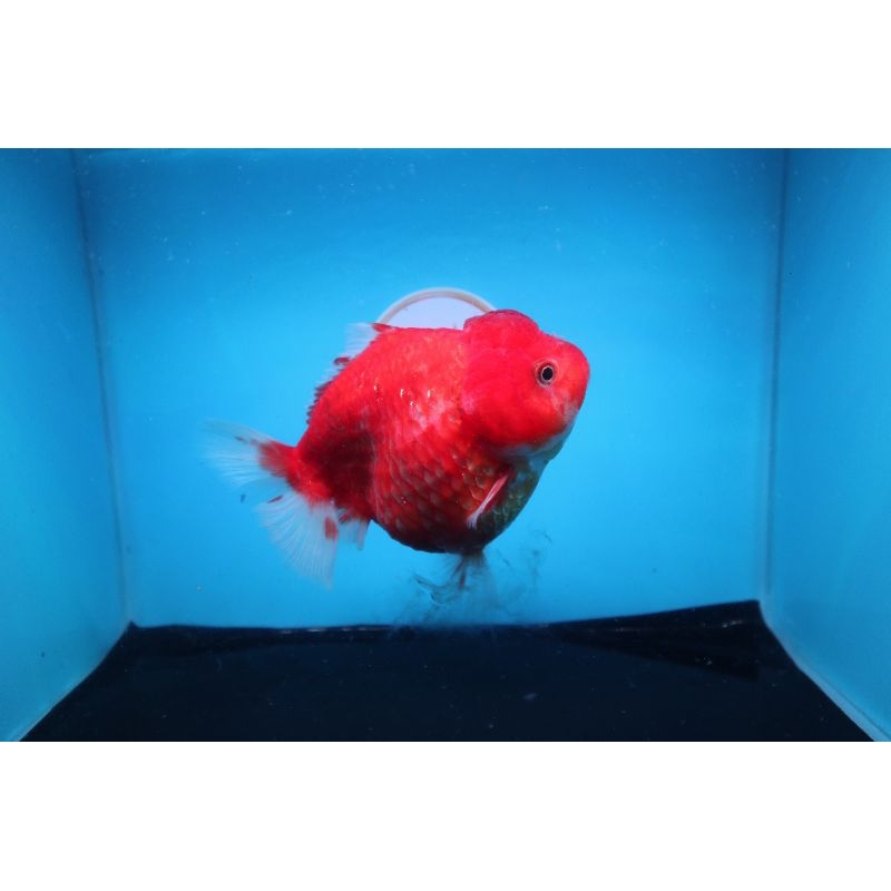 Ikan Mas Koki Oranda Short Tail Jumbo Size 15 cm. g11