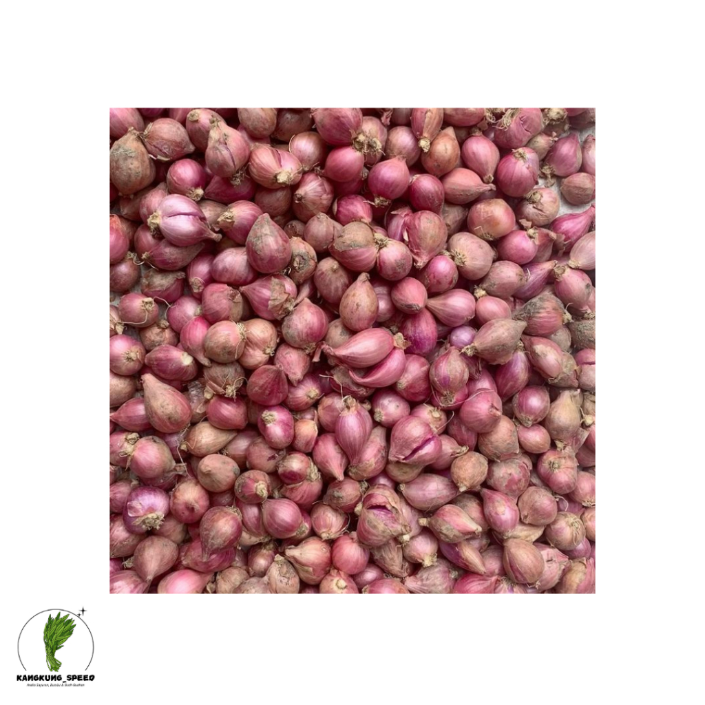 

Bawang Merah