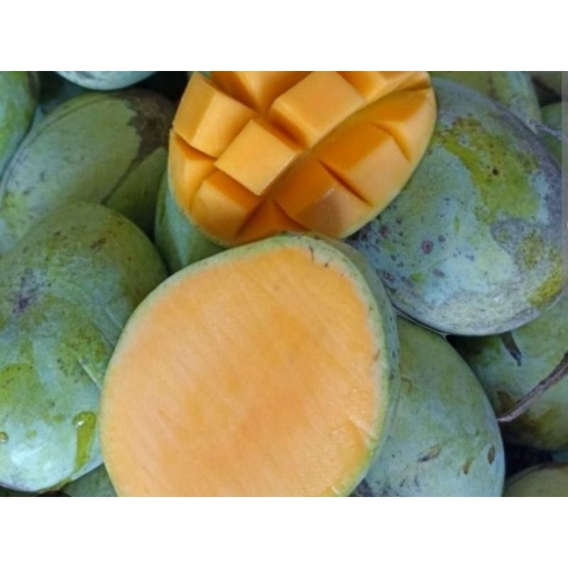 

Mangga harumanis/ Gadung matang 1 kg