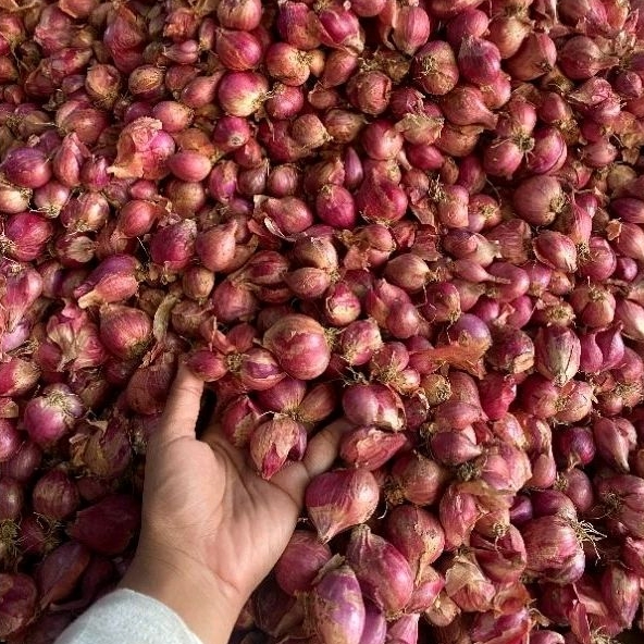 

Bawang Merah Tanggung 500 gram 1/2 kg