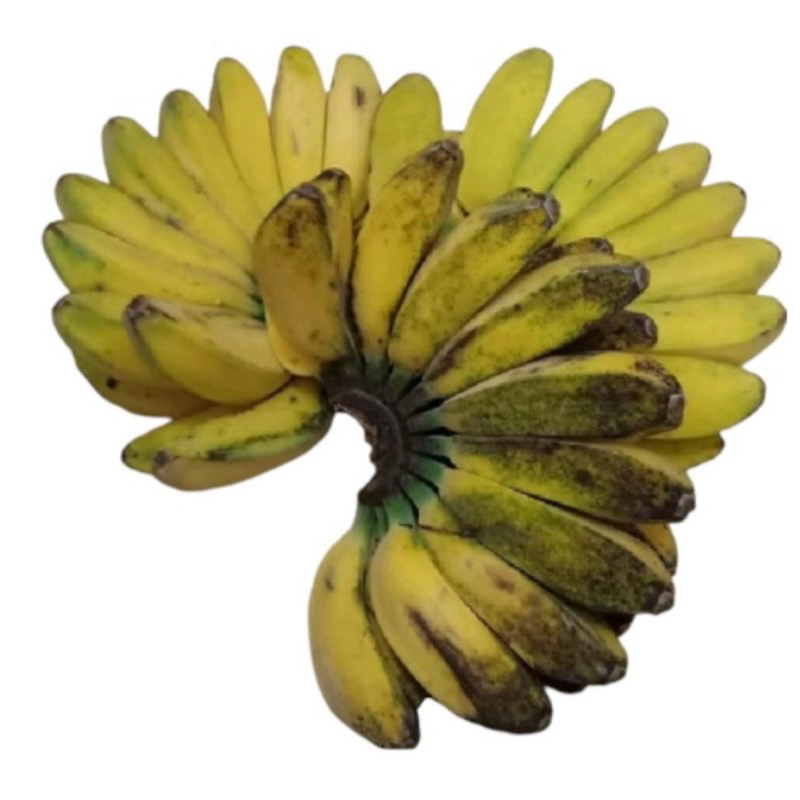 

pisang kepok putih / pisang burung /pcs