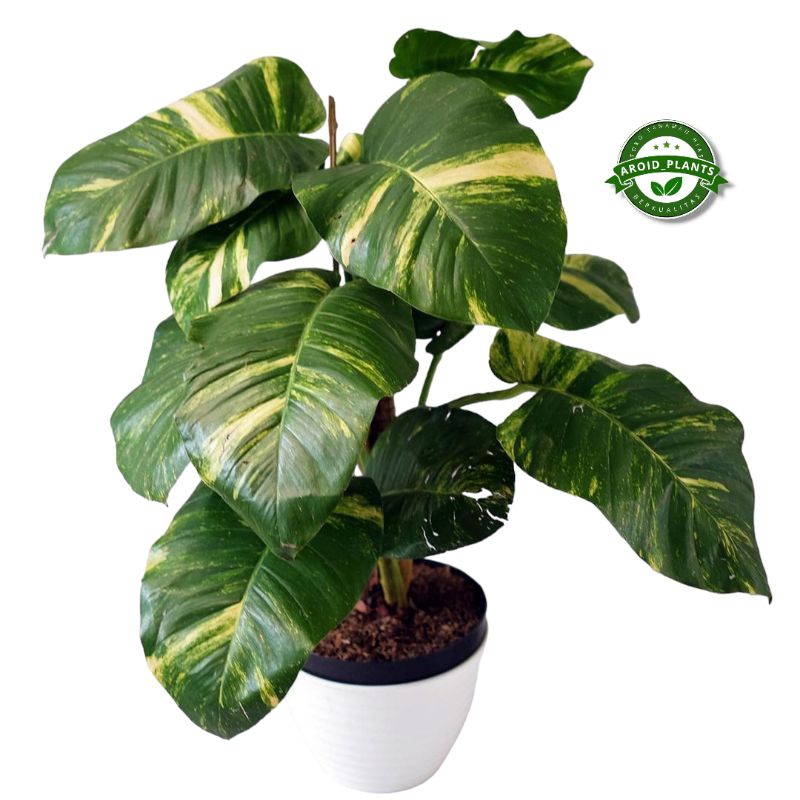 Tanaman Hias Sirih Gading Variegata Jumbo + Pot - Epipremnum Aureum Golden Jumbo Pakai Pot