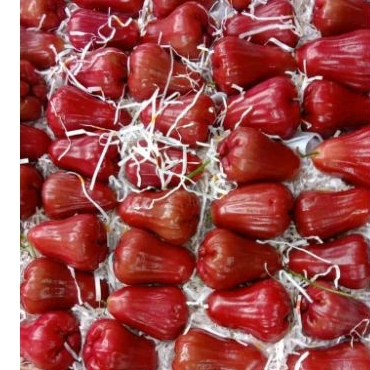 

Jambu Citra Merah Fresh