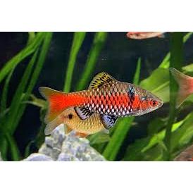 Dekorasi Akuarium Odessa Barb