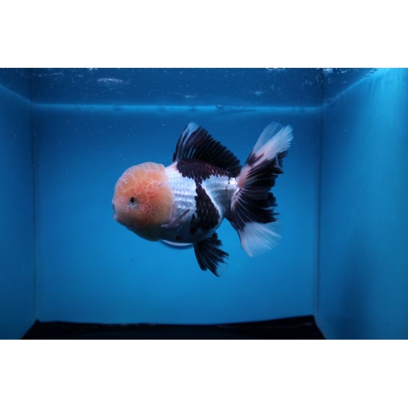 Ikan Mas Koki Oranda Panda Rose Tail Jumbo Size 14 cm. h7
