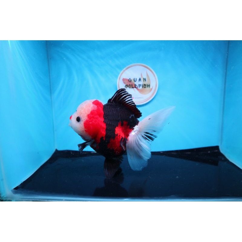 Ikan Mas Koki Oranda 3 Colour Short Body Jumbo Size 14 cm. h16