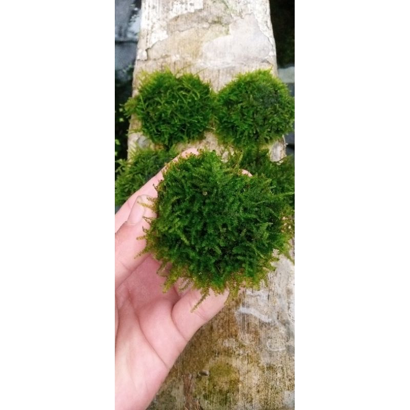 Moss Mini media batok bulat hiasan aquarium Aquascape