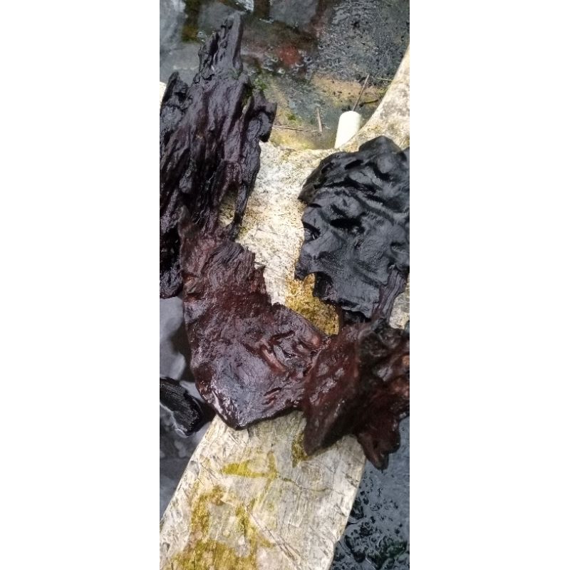 kayu Rentek tenggelam hiasan Aquascape