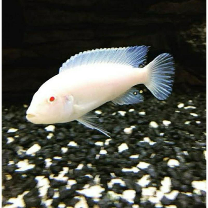 CICHLID SNOW WHITE HIASAN AQUASCAPE SIZE REMAJA
