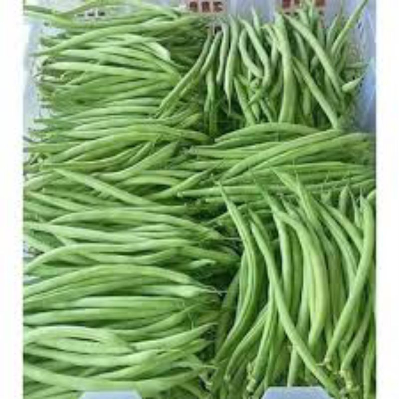

sayur bucis 1kg fress