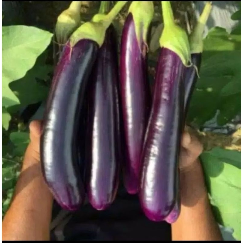 GROSIR BENIH TERONG UNGU BESAR PANJANG SUPER UNGGUL 50 BIJI