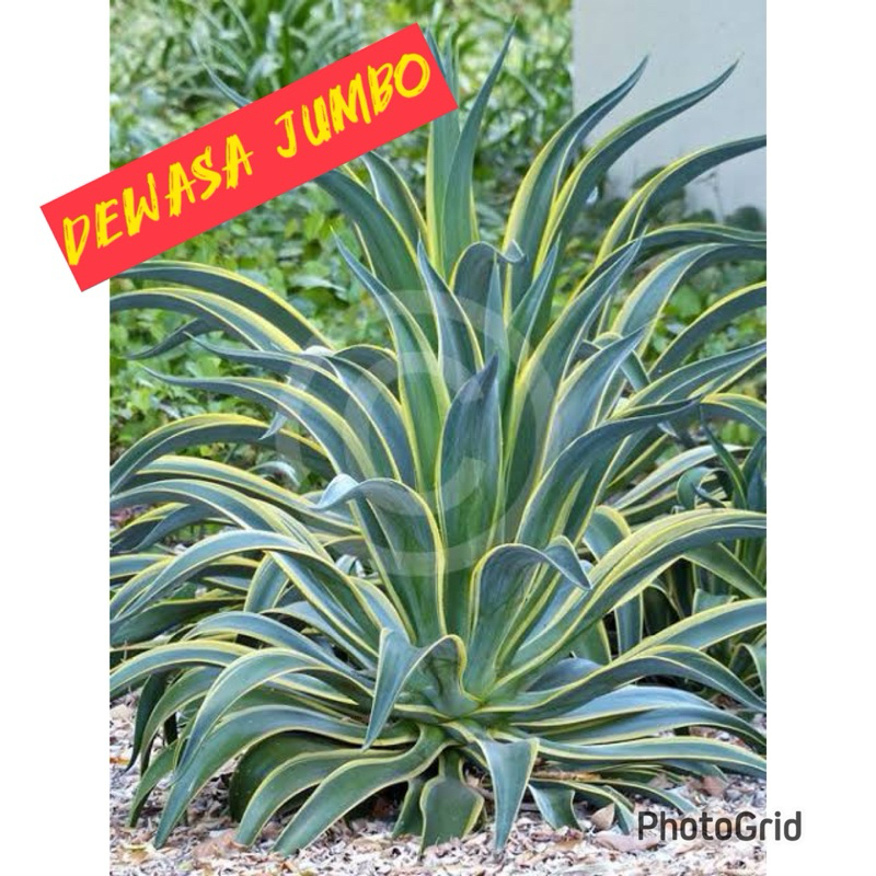 Tanaman hias Agave Dewasa Jumbo