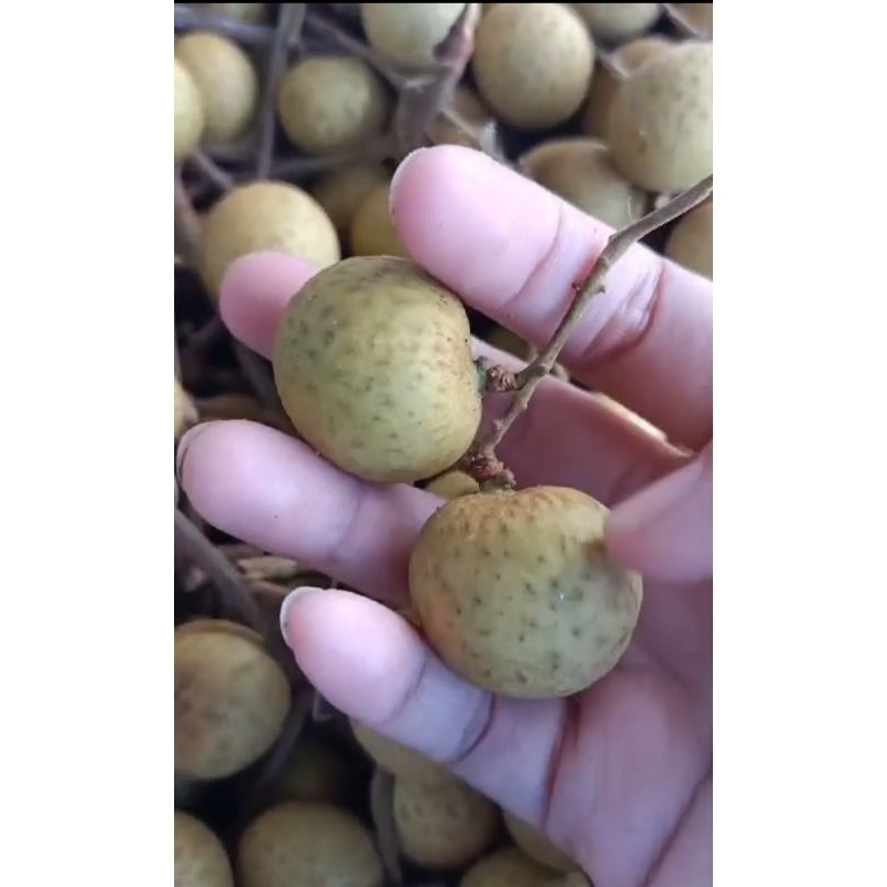 

BUAH KELENGKENG