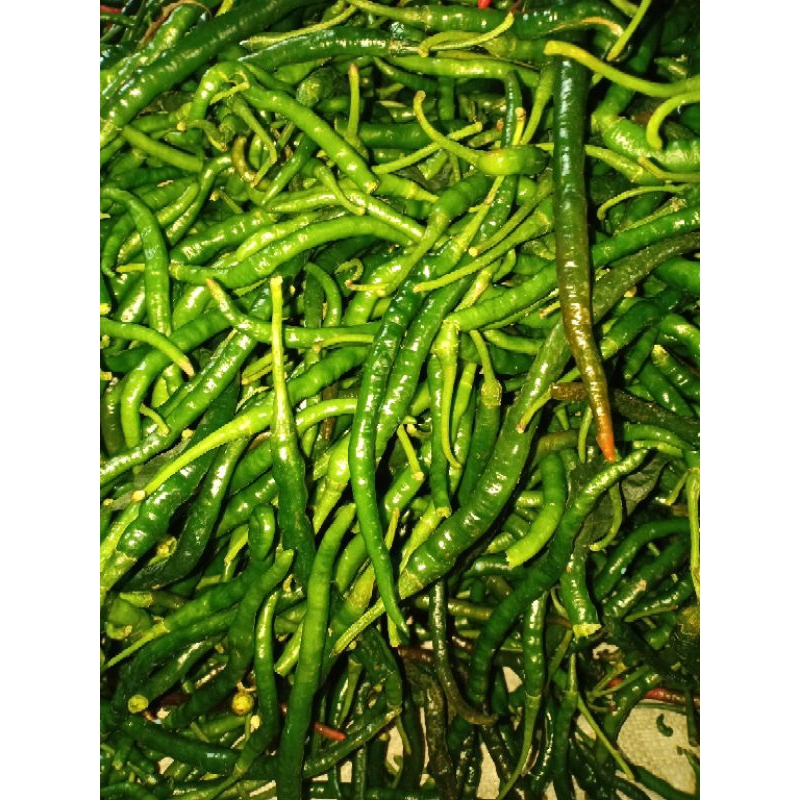 

CABAI/LOMBOK KERITING HIJAU | Pasar Makassar|Murah