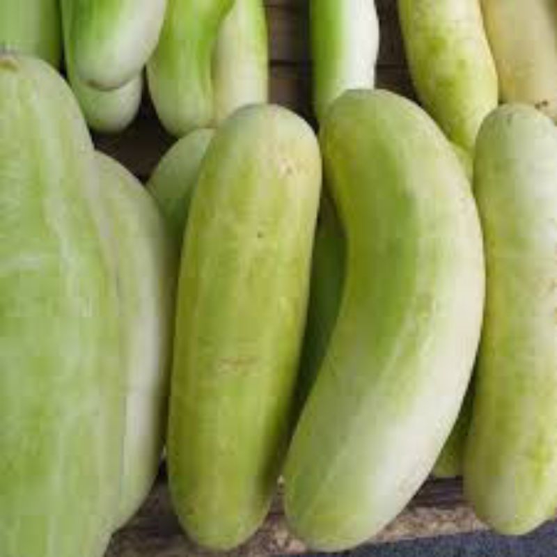 

MENTIMUN PUTIH| Pasar Makassar|Murah