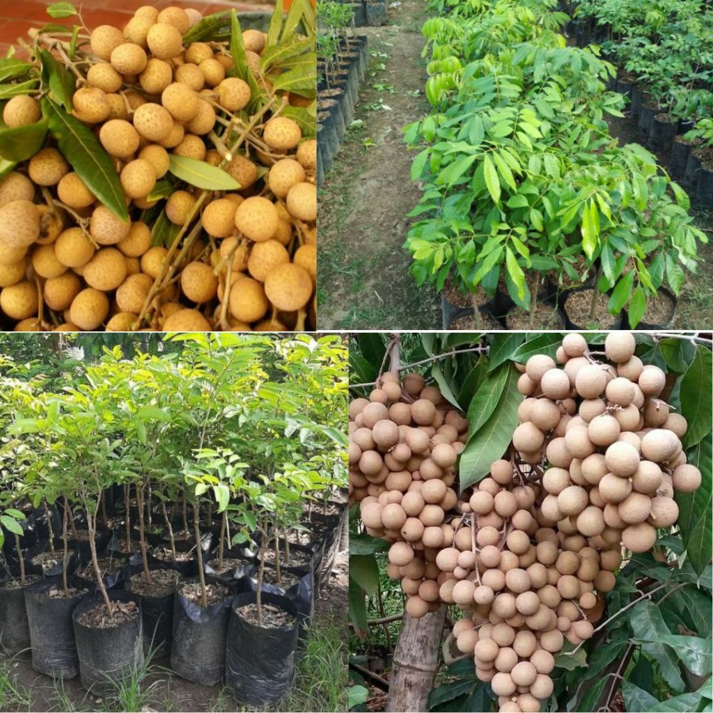 Pohon Kelengkeng Itoh, Pohon Kelengkeng Kecil, Pohon Kelengkeng Pendek