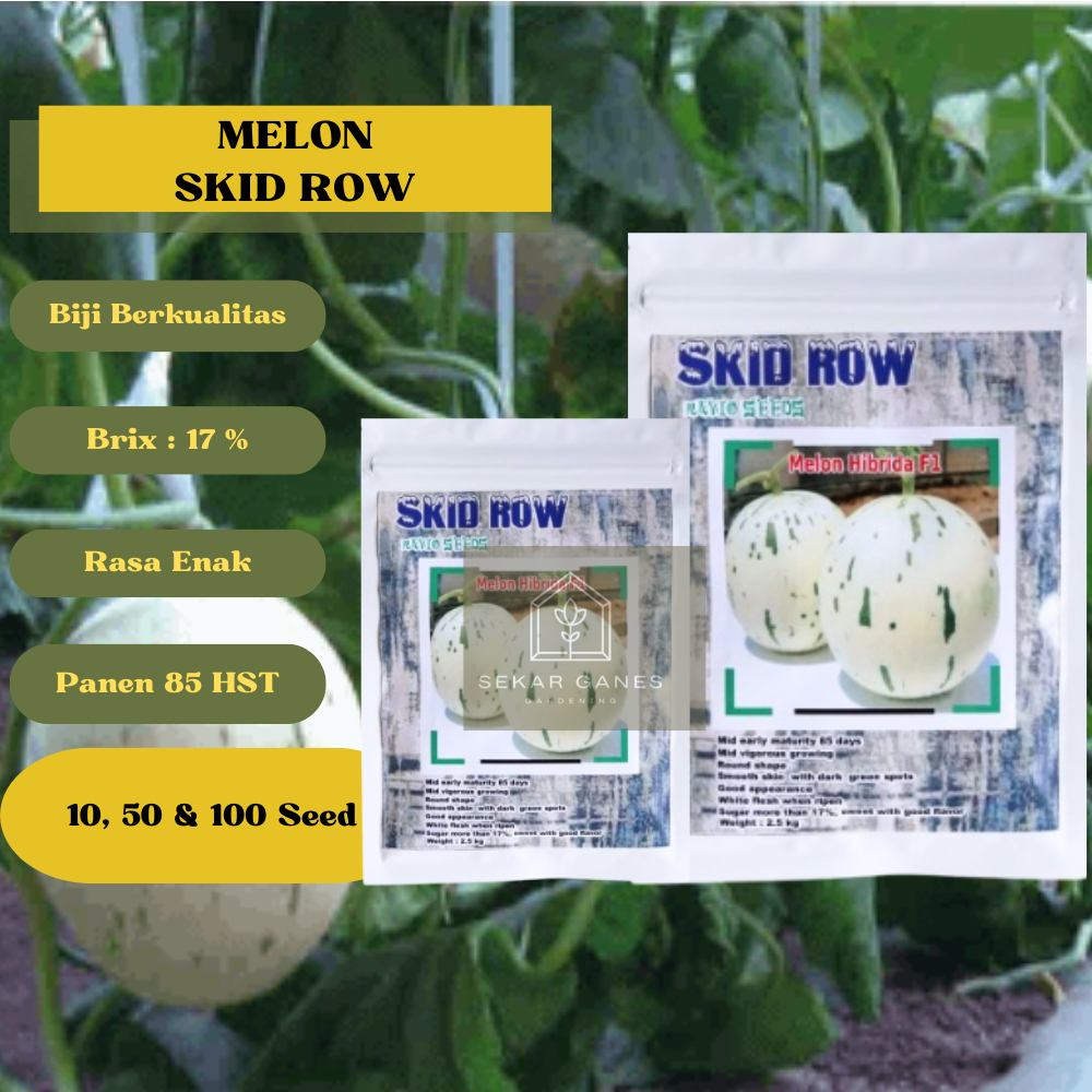 BENIH F1 Melon SKID ROW ORI Kemasan Repack 10 50 100 Biji Melon Ekslusif Bibit Melon Premium Renyah