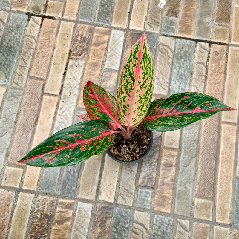 Aglaonema Red Wijaya
