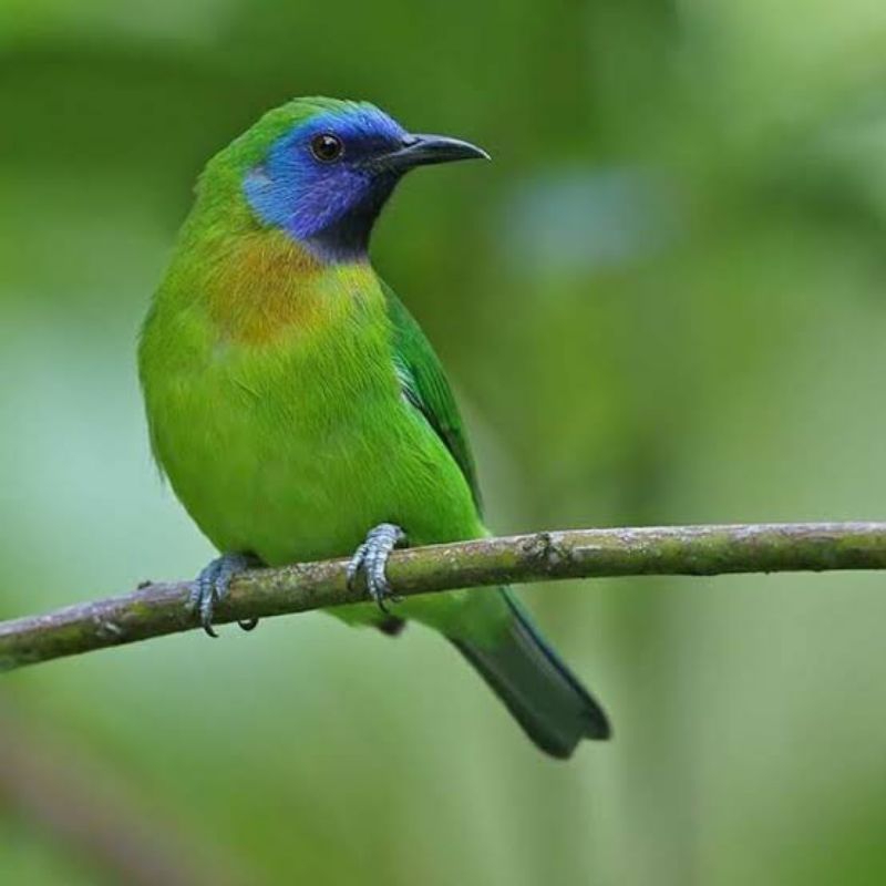 burung masteran cucak kinoi / cucak kinoy jantan