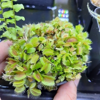 Bibit Venus Flytrap VFT Tanaman Karnivora Pemangsa Serangga