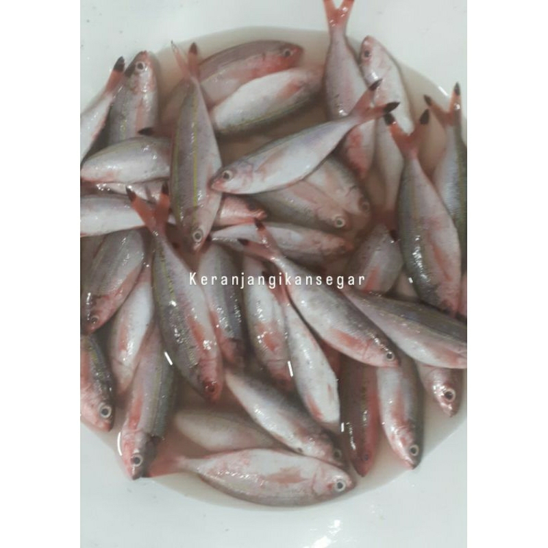 

Ikan pisang2 segar harian 1kg (bukan frozen) free dibersihkan