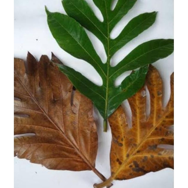 

Daun Klewih Kelewih 500 Gram Kering Obat Herbal Organik Termurah