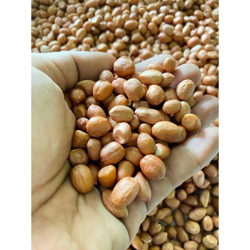 

kacang tanah 500 gram