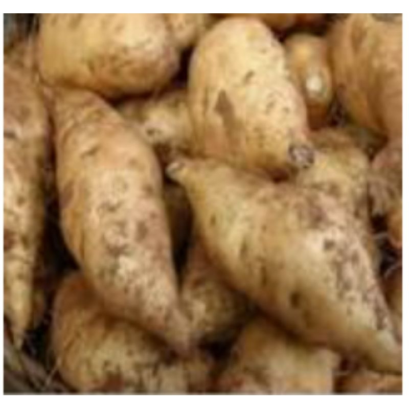 

UBI KUNING MADU /Pasar Makassar