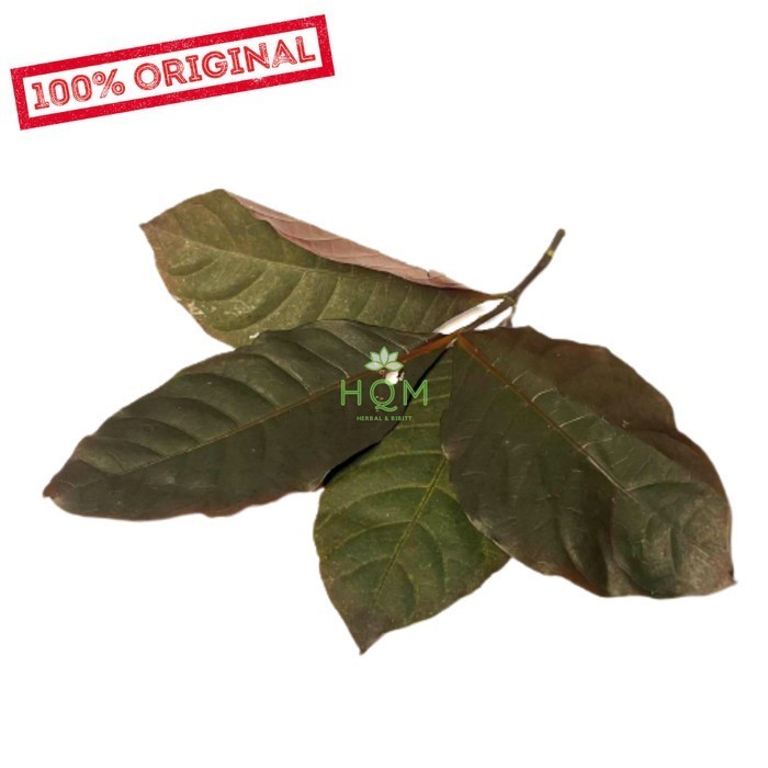 

Hafika Daun Wungu Ungu Handelem Segar 100gram