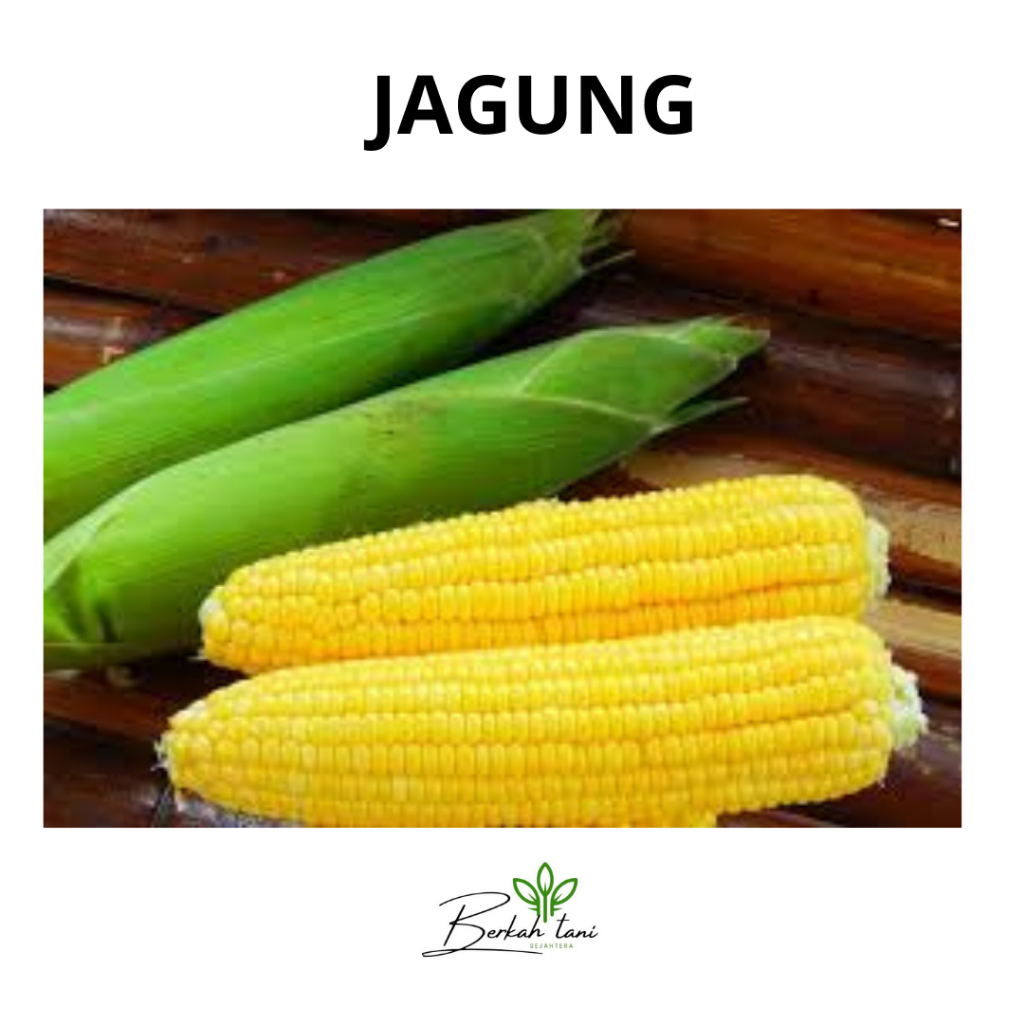 

JAGUNG MANIS PERKILO