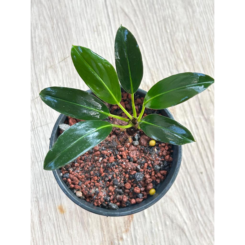 Aridarum Type Kitarung