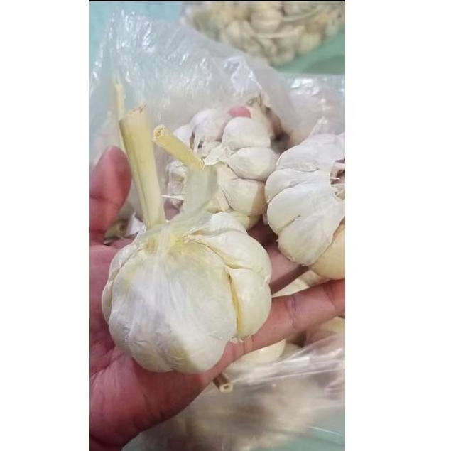 

Bawang Putih Sinco sekilo