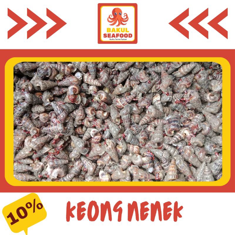 KEONG NENEK 500GR - 1000GR